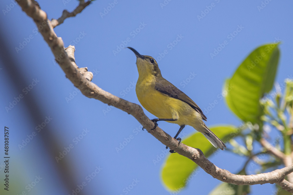 Sunbird sitting singing on a branch with leaves and blue sky background Sunbird sitting singing on a branch with leaves and blue sky background
