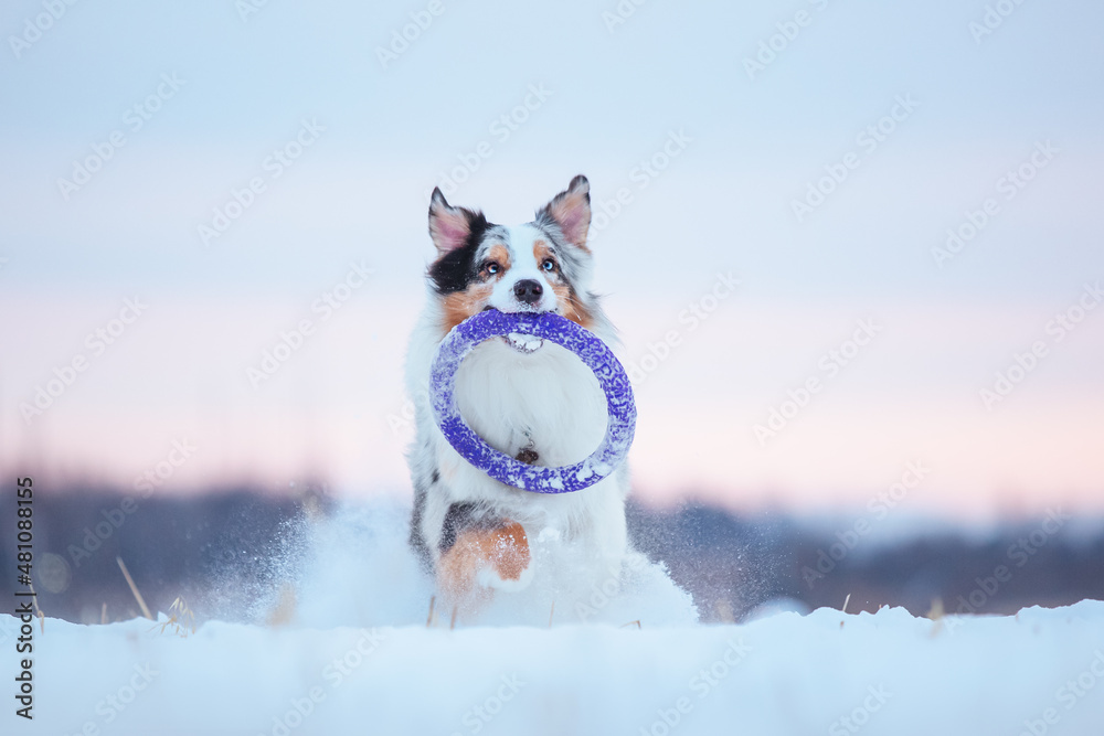 Ταπετσαρία Australian shepherd aussie dog playing in snow