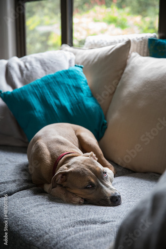 Dog on the sofa