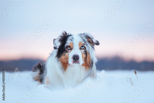 Australian shepherd aussie dog playing in snow