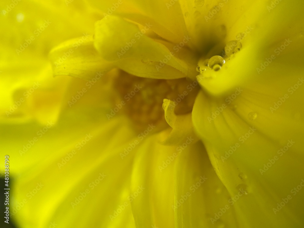 Closeup of a raindrop on a yellow Dahlia flower. Closeup of a raindrop on a yellow Dahlia flower.