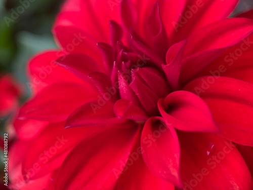Closeup of a red Dahlia flower. © Sinemat