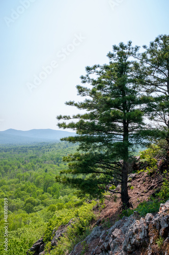 Summer landscape, pine trees on a rock around a green forest