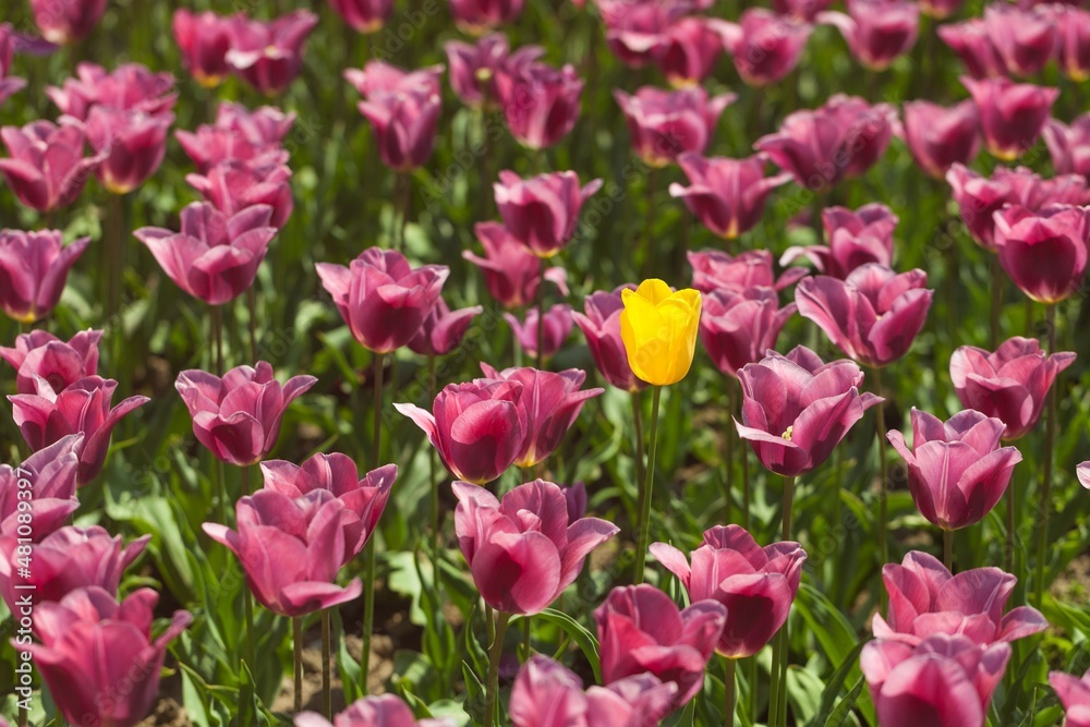 beautiful natural bunch of flower tulips in garden beautiful natural bunch of flower tulips in garden
