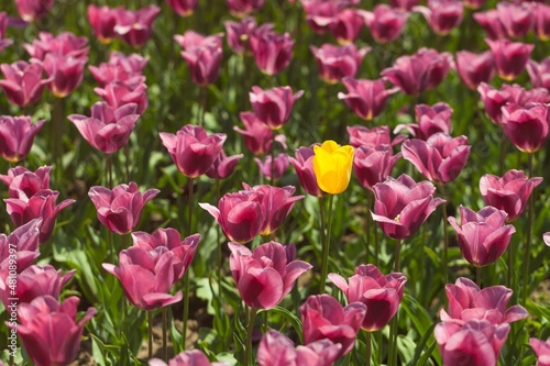 beautiful natural bunch of flower tulips in garden