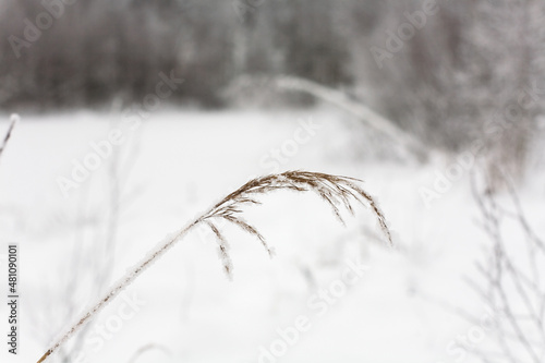 The upper part of the plant is covered with frost against the background of snow cover.