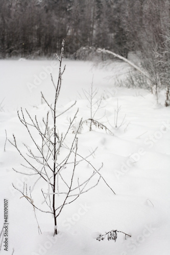 A young tree covered with frost on the background of the forest.