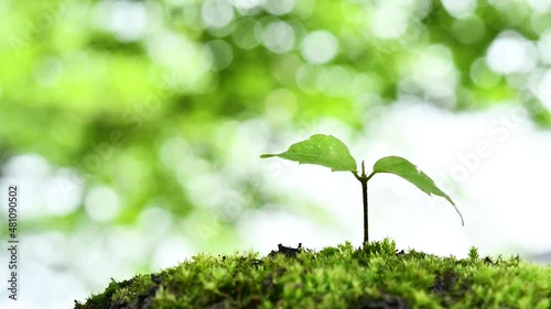 Young leaves in the forest