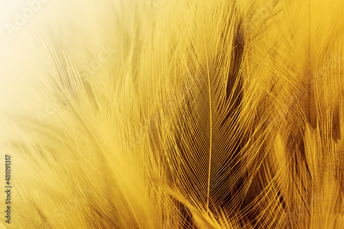 Beautiful Golden Feathers Texture Vintage Background