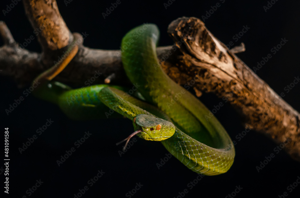 snake in the grass snake in the grass
