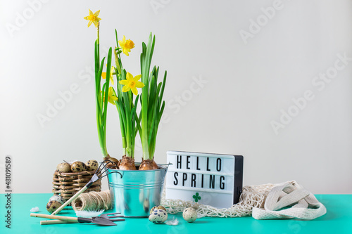 Fototapeta Spring easter holiday composition with narcissus flower, quail eggs
