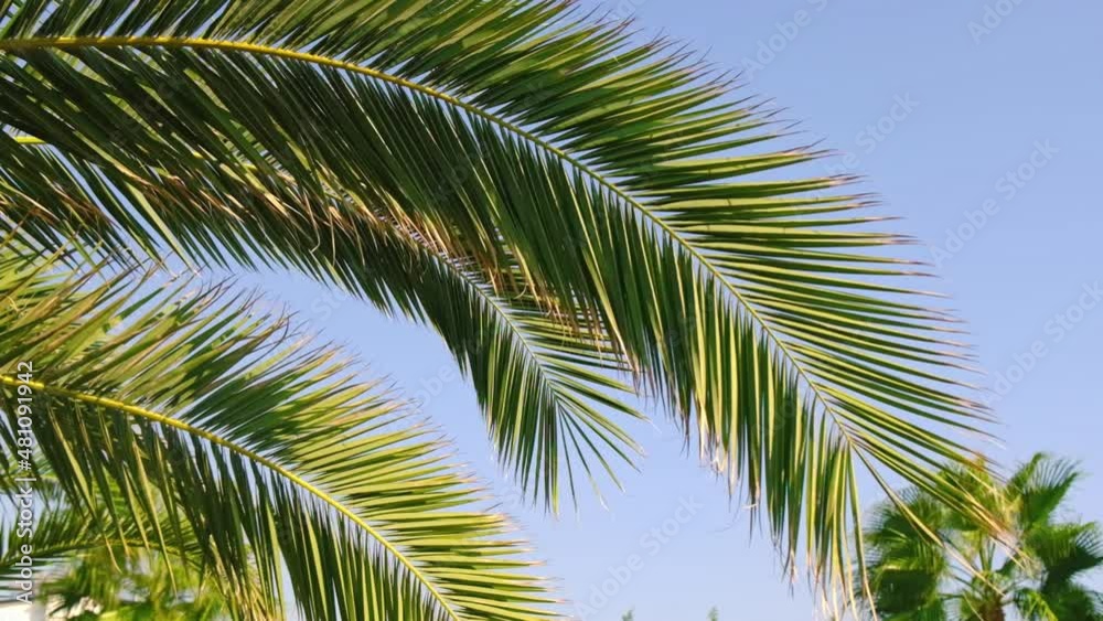 Palm leaves against the sky. Selective focus. Palm leaves against the sky. Selective focus.