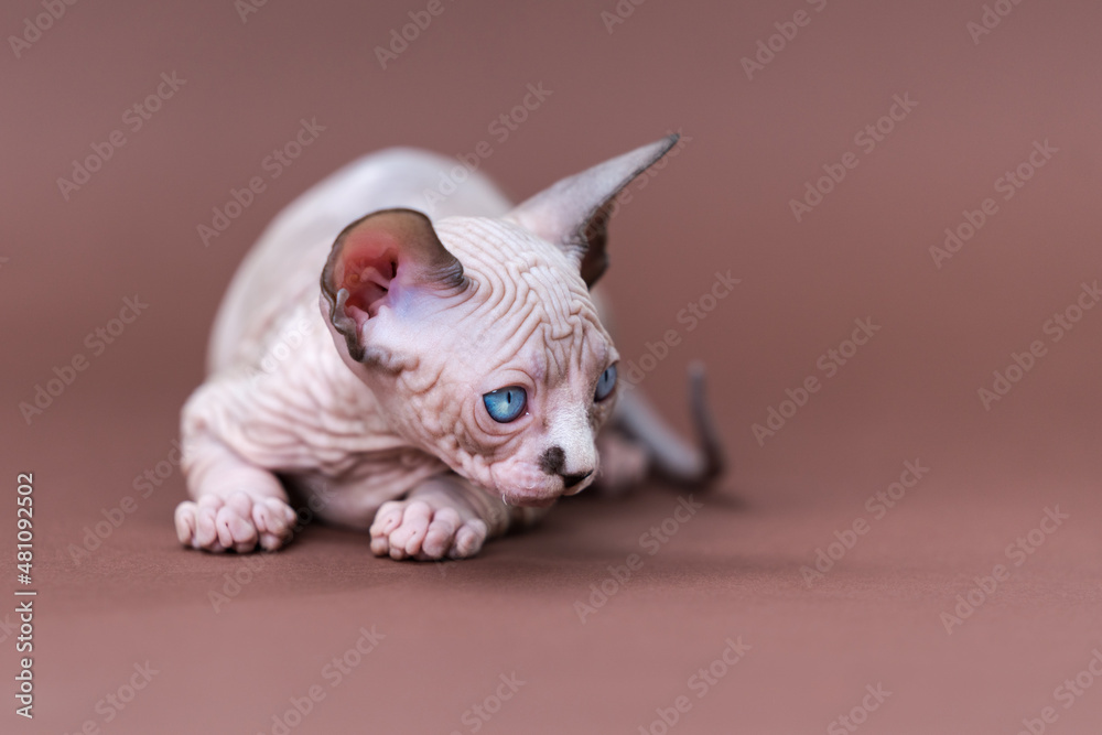Portrait of cute purebred male kitten of color chocolate mink and white with blue eyes lying down on brown background, looking away. Sphynx Hairless Cat at age of seven weeks. Front view. Studio shot.