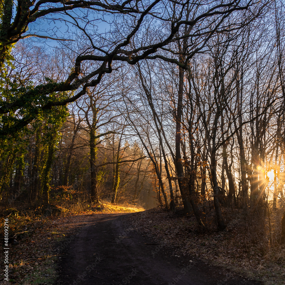 Sonnenstern zum Sonnenaufgang im Wald zur Winterzeit