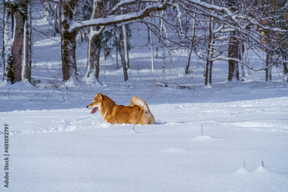 The Shiba Inu Japanese dog plays in the snow in winter. The Shiba Inu Japanese dog plays in the snow in winter.