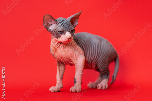 Portrait of pretty purebred male kitten of color blue and white standing on red background, looking away attentively. Sphynx Hairless Cat at age of 7 weeks. Full length. Studio shot. © Alexander Piragis