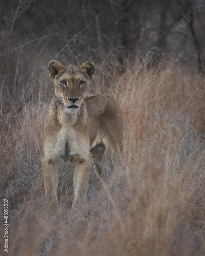 Curious big five lioness spotting prey through tall grass in south africa