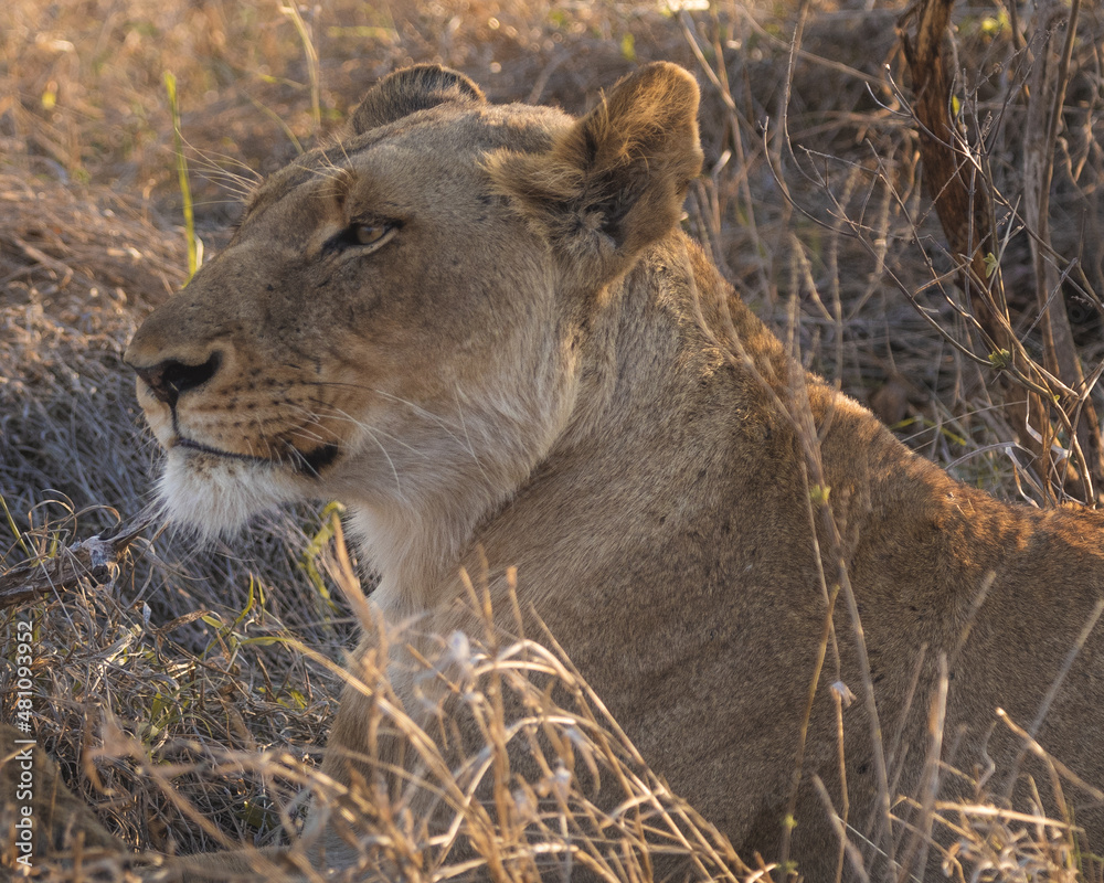 Naklejka premium Female lion (lioness) lifting her head into the evening sun in south africa kruger national park