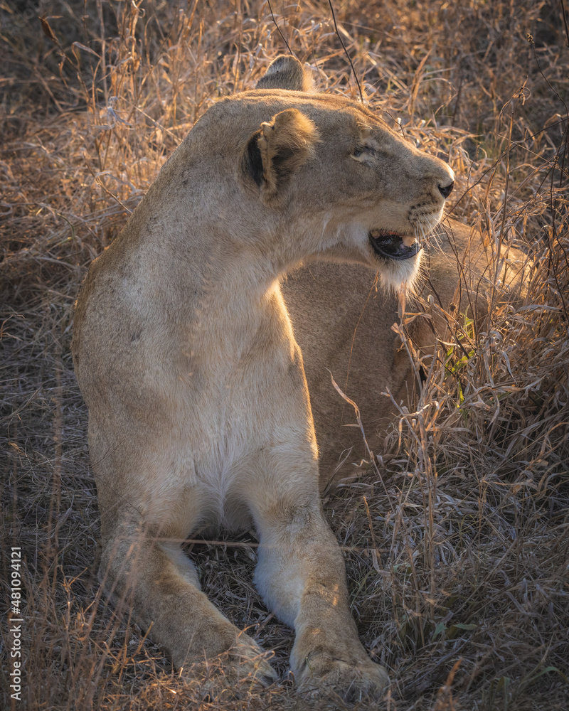 Female lion (lioness) lifting her head into the evening sun and noticing a scent in the air in south africa kruger national park Female lion (lioness) lifting her head into the evening sun and noticing a scent in the air in south africa kruger national park