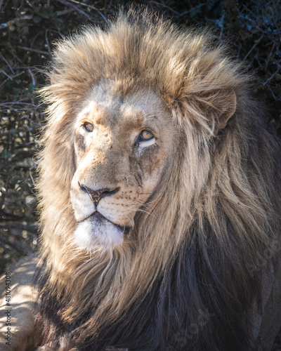 Male lion closeup face and mane, big five south africa