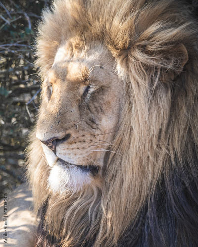 Sleeping male lion closeup  big five south africa
