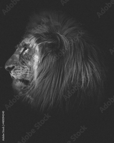 Male Lion Portrait on Black background © mattisi