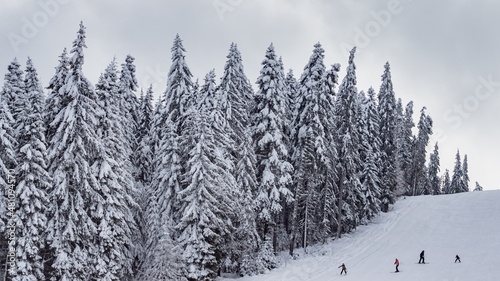 Beautiful winter landscape - skiers on run. Pure white snow on the branches of evergreen trees. Perfect snowy weather conditions. Winter sports, skiing tourism, holidays in ski resort. © Miglena Pencheva