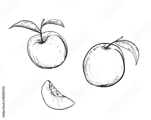 Hand drawn sketch black and white of peach fruit, apricot, slice, leaf. Vector illustration. Elements in graphic style label, card, sticker, menu, package. Engraved style illustration.