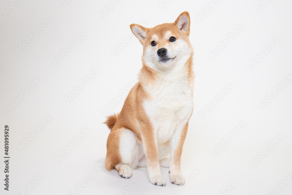 若い柴犬(6ヶ月)のスタジオ写真 若い柴犬(6ヶ月)のスタジオ写真