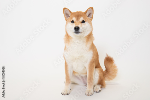 若い柴犬（6ヶ月）のスタジオ写真