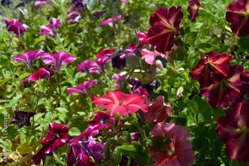 Colorful flowering petunias in sunny day. Beautiful blooming plants. Colorful flowering petunias in sunny day. Beautiful blooming plants.