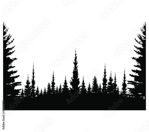 Forest black and white tourist landscape. Black shadows from firs and pines. Monochrome composition of the forest. Forest natural beauty. For wallpaper, background, postcards.