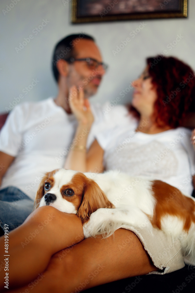 Cute european couple hugging on couch at home, dog of the Cavalier King Charles Spaniel breed is sleeping on lap of owner couple. cozy time spent by men and women. Lifestyle in real interior Cute european couple hugging on couch at home, dog of the Cavalier King Charles Spaniel breed is sleeping on lap of owner couple. cozy time spent by men and women. Lifestyle in real interior