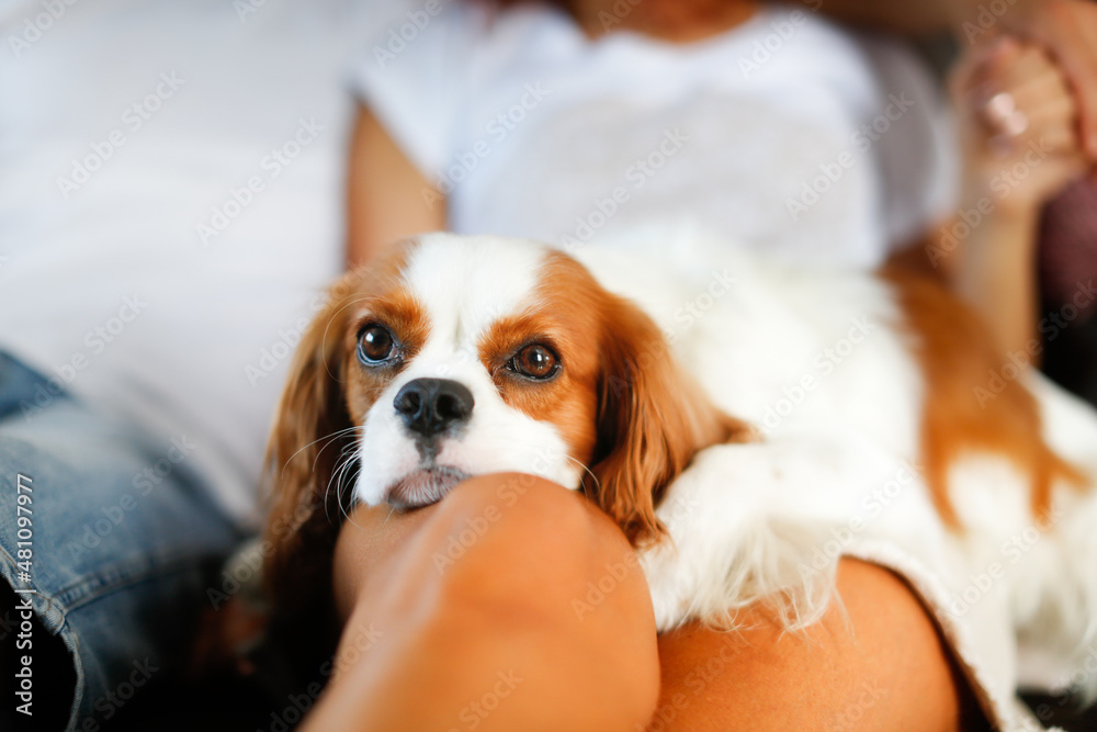 Cute european couple hugging on couch at home, dog of the Cavalier King Charles Spaniel breed is sleeping on lap of owner couple. cozy time spent by men and women. Lifestyle in real interior