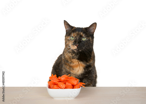 Black and orange torbie tortie tabby cat sitting at a light wood table with square white porcelain bowl full of orange gold fish. Cat looking at viewer, isolated on white.