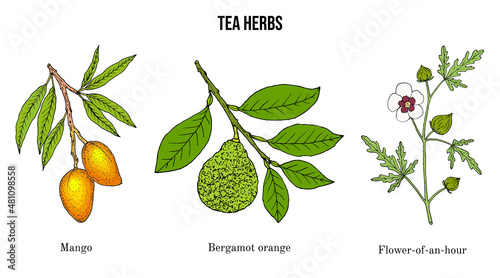 Set of different tea plants