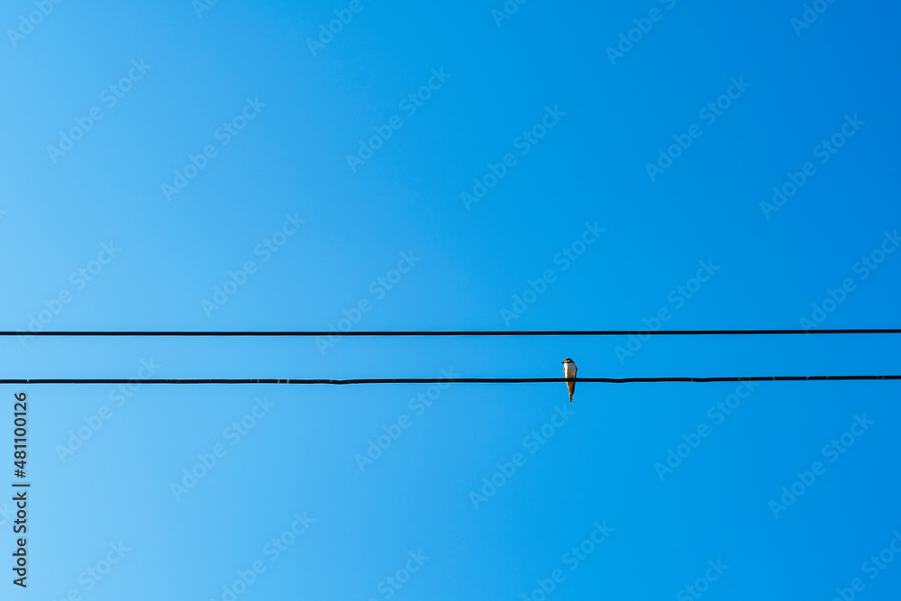a bird perched on a lonely wire in the clear sky a bird perched on a lonely wire in the clear sky