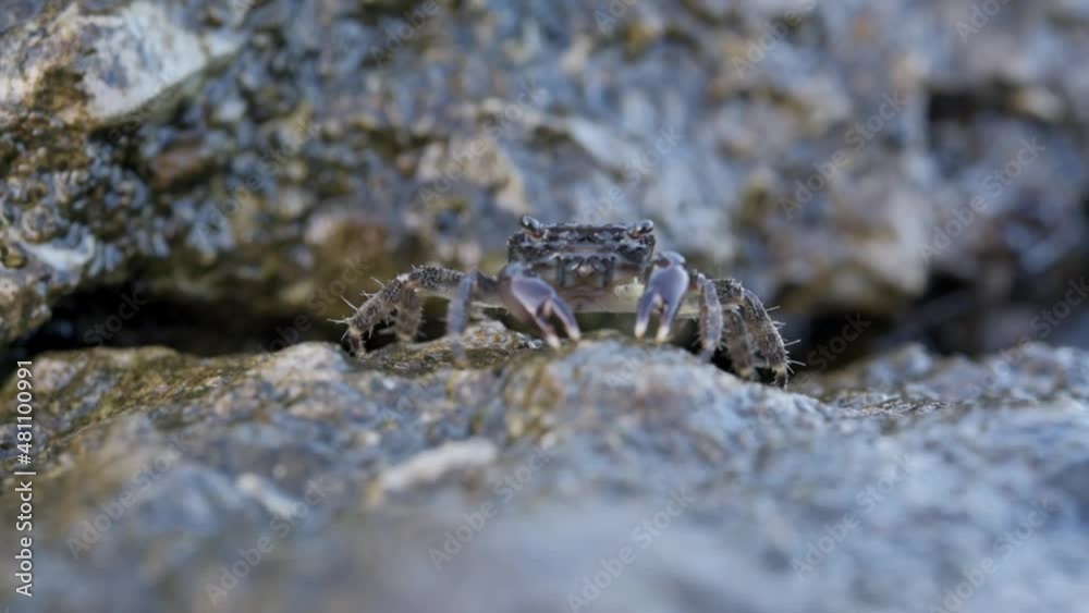 Brown crab on the rock beach eating seaweed with his claws and blowing bubbles Brown crab on the rock beach eating seaweed with his claws and blowing bubbles