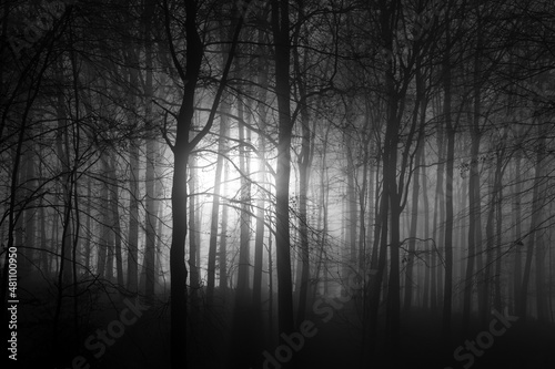 Beech forest with tall trees (Fagus) in Iserlohn “Stadtwald“ Sauerland Germany. Misty and foggy atmosphere on a winter afternoon with low sun flashing though the trunks, greyscale black and white.