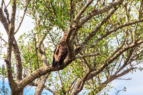 Tawny eagle (Aquila rapax) on a tree in Serengeti national park, Tanzania