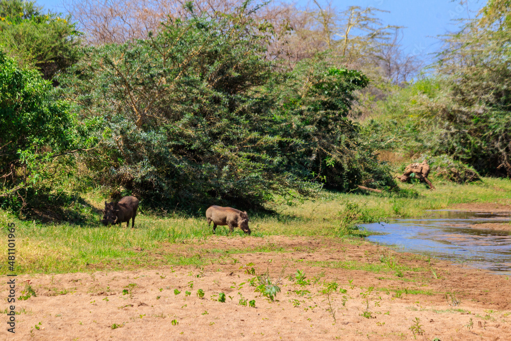 Common warthogs (Phacochoerus africanus) in Ngorongoro Crater National Park in Tanzania. Wildlife of Africa