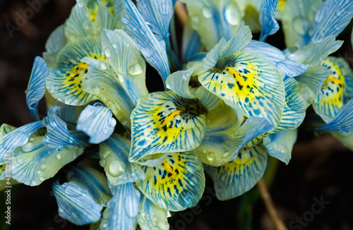 Katharine Hodgkin iris flowers in dew. Shallow depth of field. photo