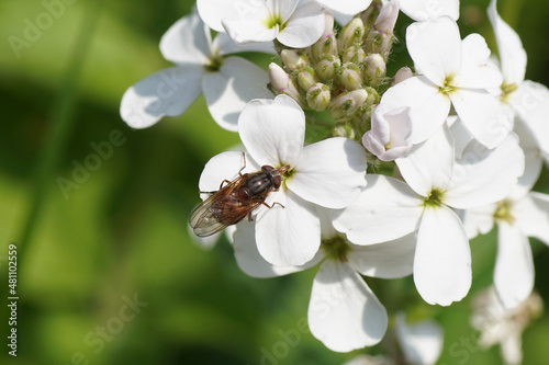 Heineken Hover Fly (Rhingia campestris), family hoverflies (Syrphidae). On white flowers of dame's rocket (Hesperis matronalis Alba), family Brassicaceae. Dutch garden. June. 