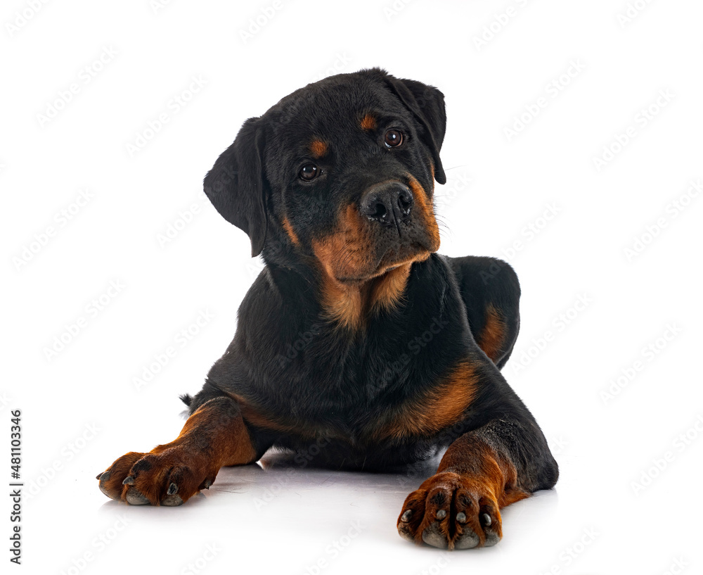 Obraz premium puppy rottweiler in studio