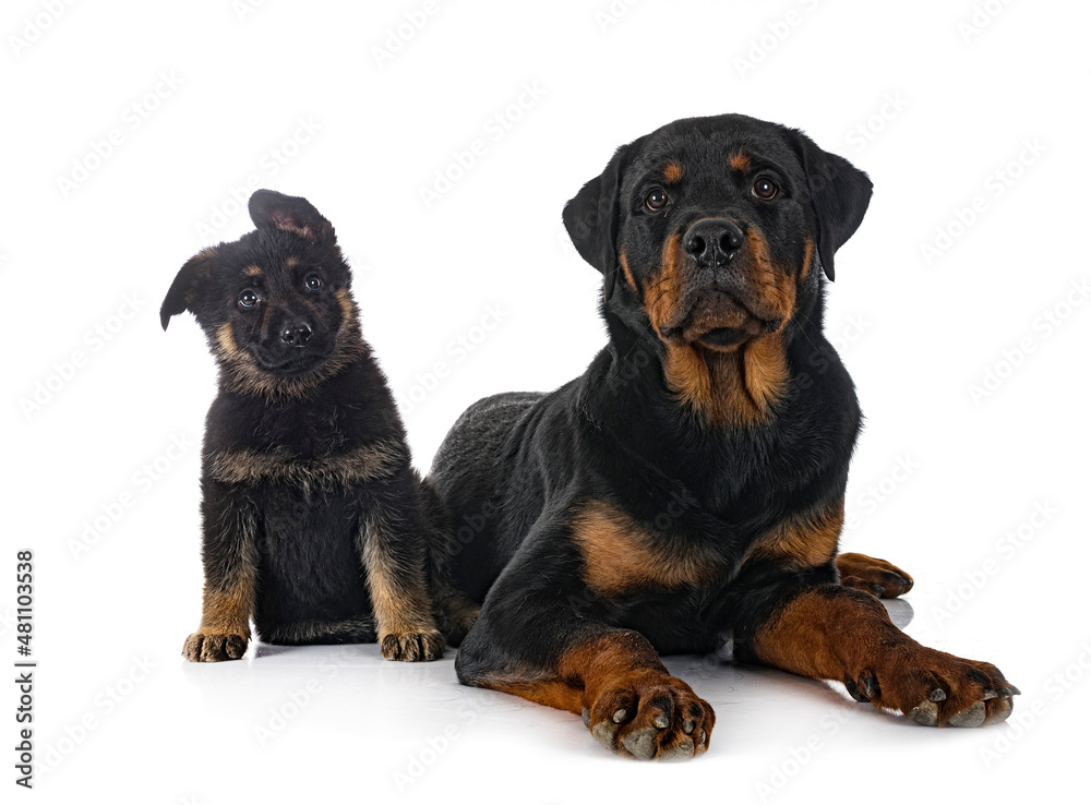 puppy german shepherd and rottweiler