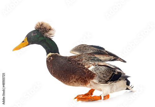 Crested duck breed
