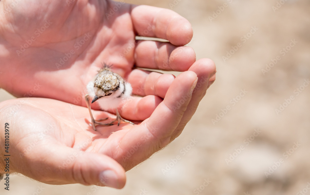 A nestling in the hands of a person, the concept of protecting care and kindness. Partridge chick close up. Defenseless pets. A nestling in the hands of a person, the concept of protecting care and kindness. Partridge chick close up. Defenseless pets.