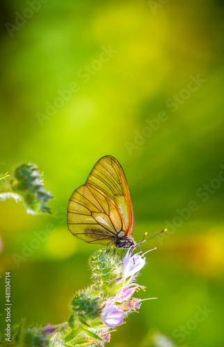 Butterfly on a flower. A flock of butterflies by the water. Colorful spring background with copy space. Spring and ecology concept.