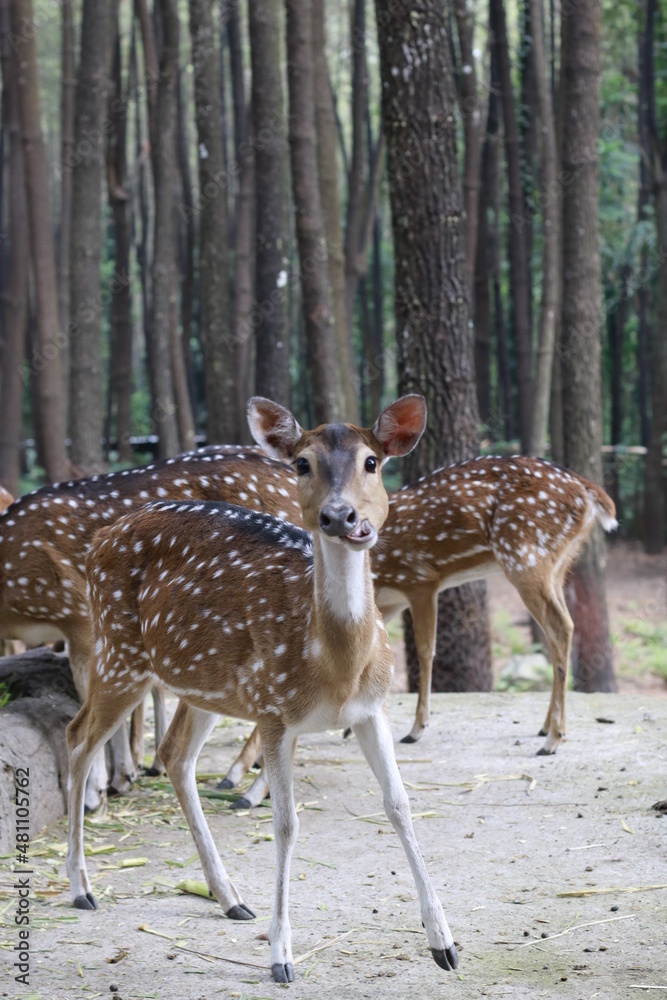 spotted deer or deer axis, deer with white spots on their bodies are eating leaves spotted deer or deer axis, deer with white spots on their bodies are eating leaves