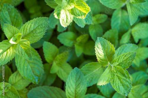 Green mint plant grow background. Top view, close up